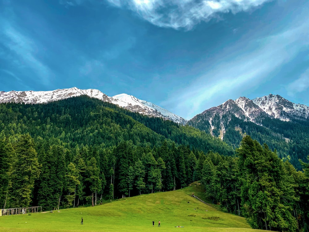 a grassy field with a mountain in the background