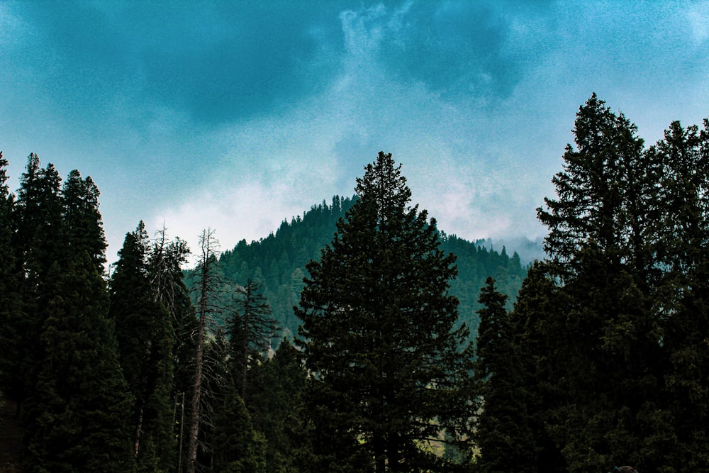 a group of trees with a mountain in the background