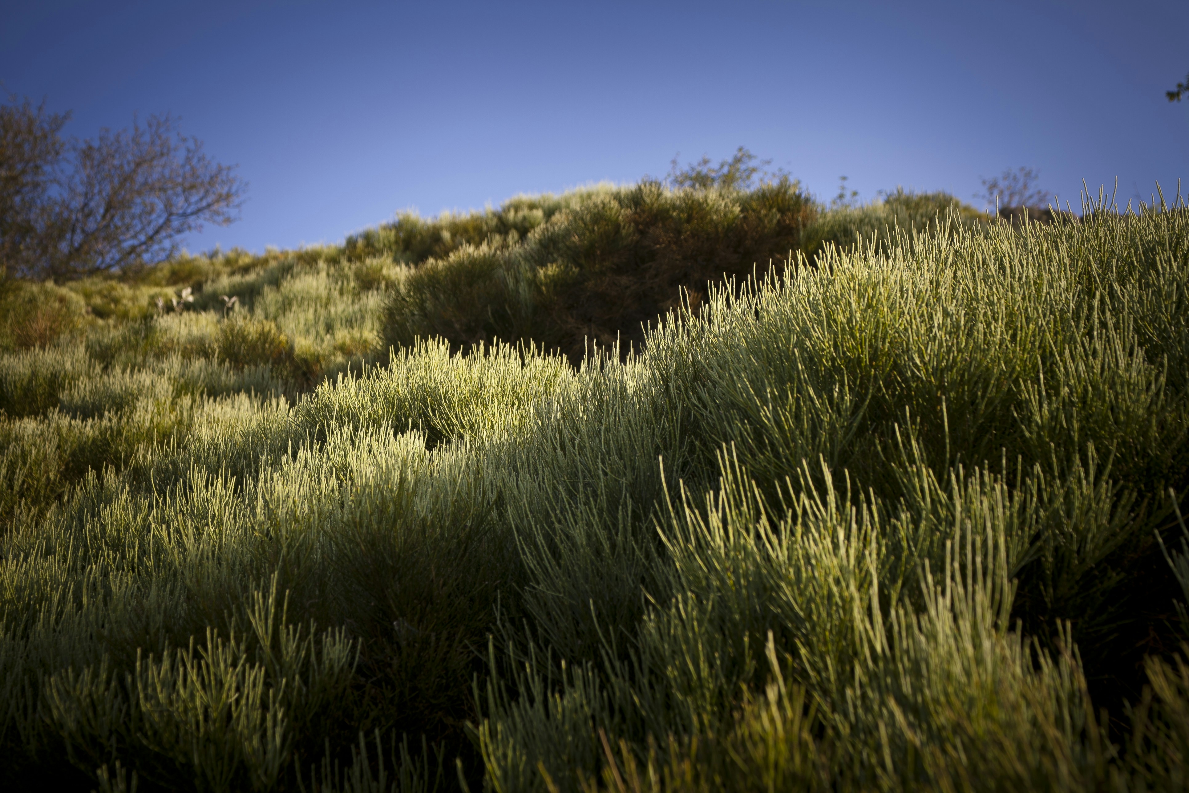 Photo by denisplenat