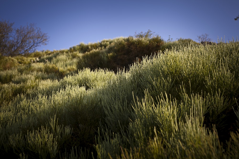 une colline herbeuse avec des arbres et des buissons sur le côté