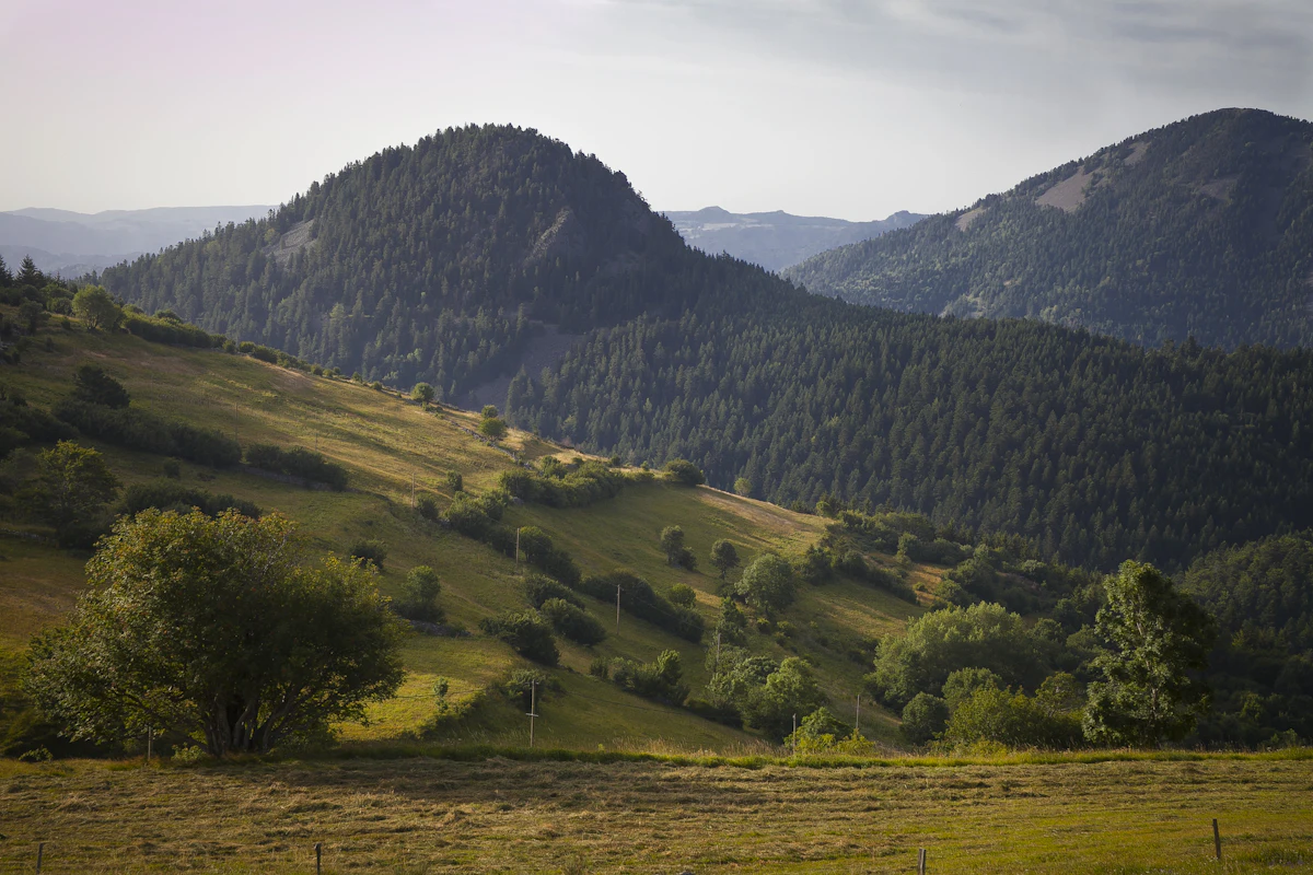 Wooded hills above hay meadows in the Haute-Loire in evening light