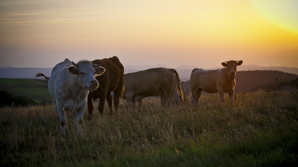 un troupeau de bovins debout au sommet d’un champ couvert d’herbe