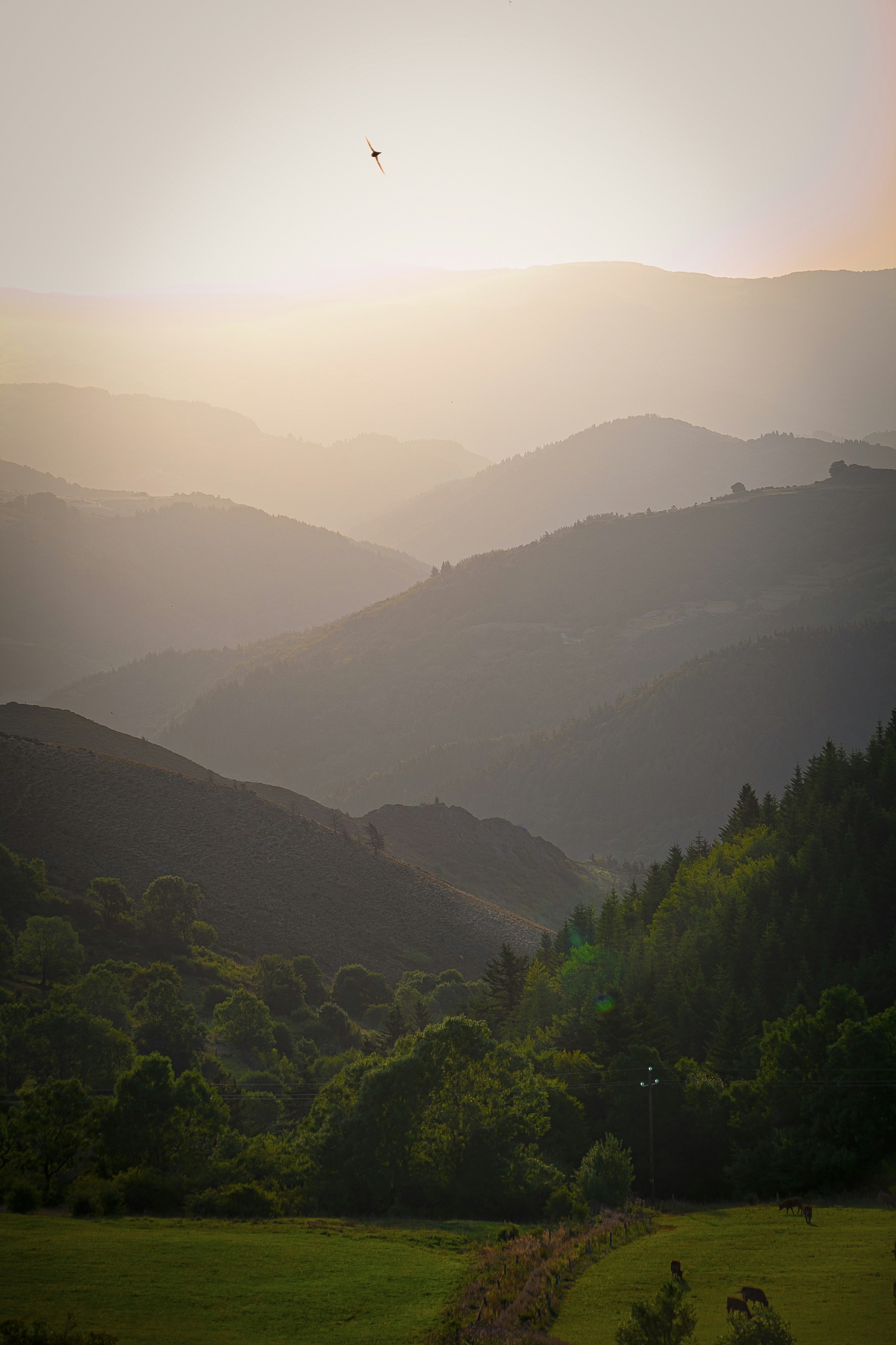 Photo by denisplenat