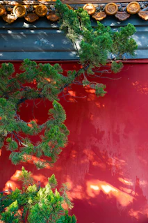 A matte forest green wall with the crimsonrind logo subtly displayed, blending sophistication and warmth.