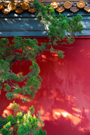 A matte forest green wall with the crimsonrind logo subtly displayed, blending sophistication and warmth.