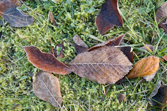 A gardener removing moss from a lawn during crisp autumn weather.