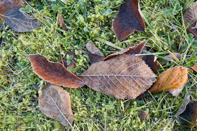A gardener removing moss from a lawn during crisp autumn weather.