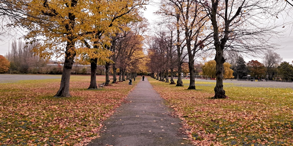 a path in a park lined with trees and leaves