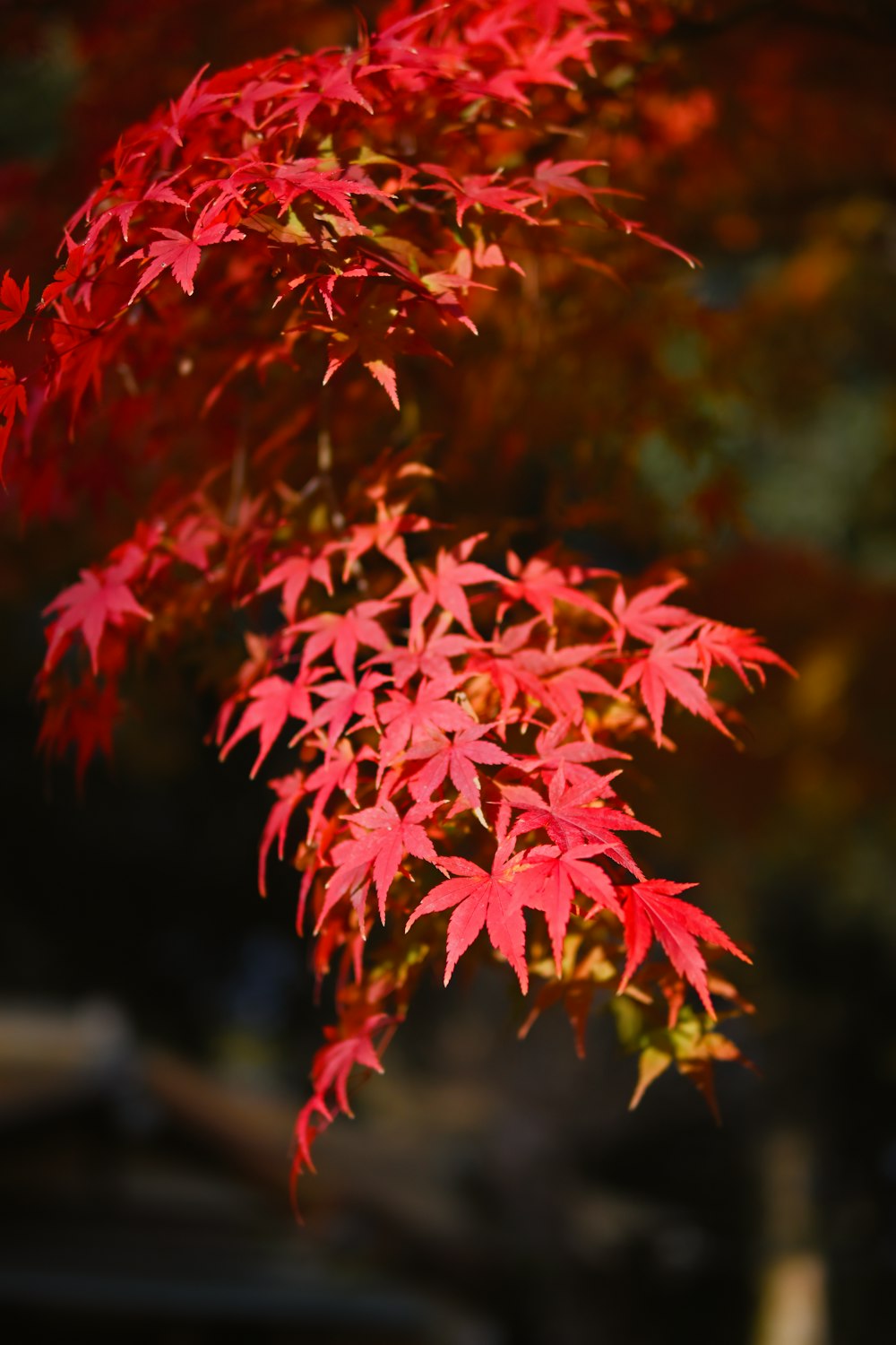 a close up of a tree with red leaves