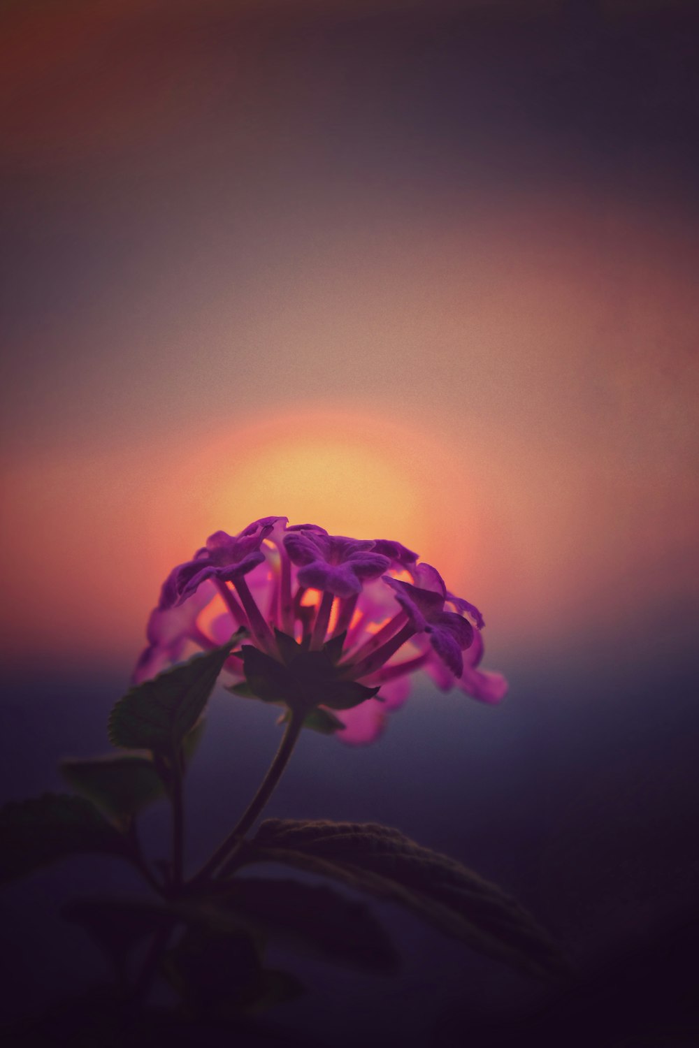 a purple flower with the sun in the background