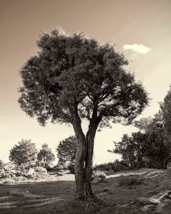 A warm sepia-toned photo of a family gathered around an old tree with branches stretching wide.