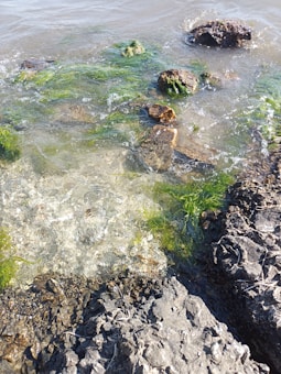 Clear water with visible algae and rocks along a shoreline, the algae is a bright green, contrasting sharply with the dark gray and brown of the rocks. The water appears clean and transparent, revealing the rocky texture beneath.
