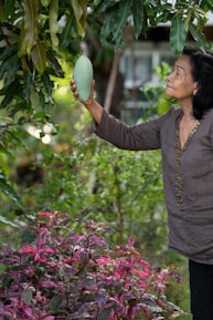 A person is reaching up to pick a large mango from a tree. The lush greenery of the mango tree contrasts with the vibrant pink and green foliage of the plants below. The setting appears to be a garden with a variety of plants and trees.