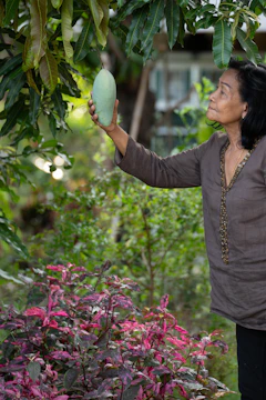 Golden sunlit workers picking ripe mangoes in a sprawling Queensland orchard