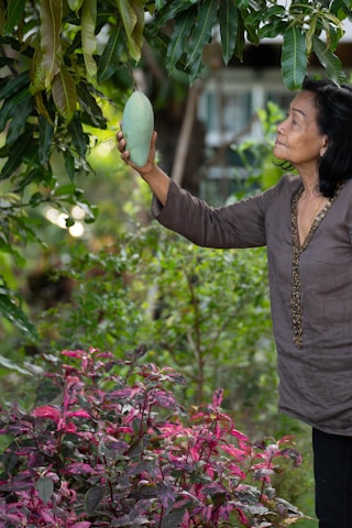 A person is reaching up to pick a large mango from a tree. The lush greenery of the mango tree contrasts with the vibrant pink and green foliage of the plants below. The setting appears to be a garden with a variety of plants and trees.