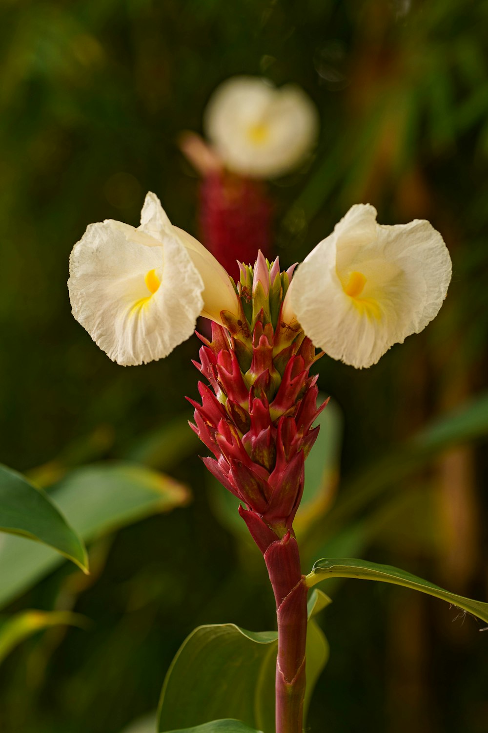 a white and red flower with green leaves in the background