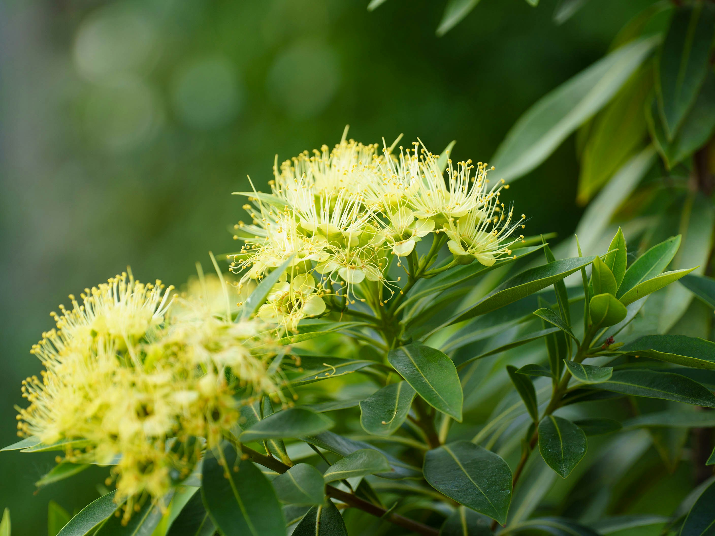 A close up of a tree with yellow flowers photo – Free Leaf Image on ...
