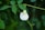 a white flower with green leaves in the background