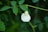a white flower with green leaves in the background