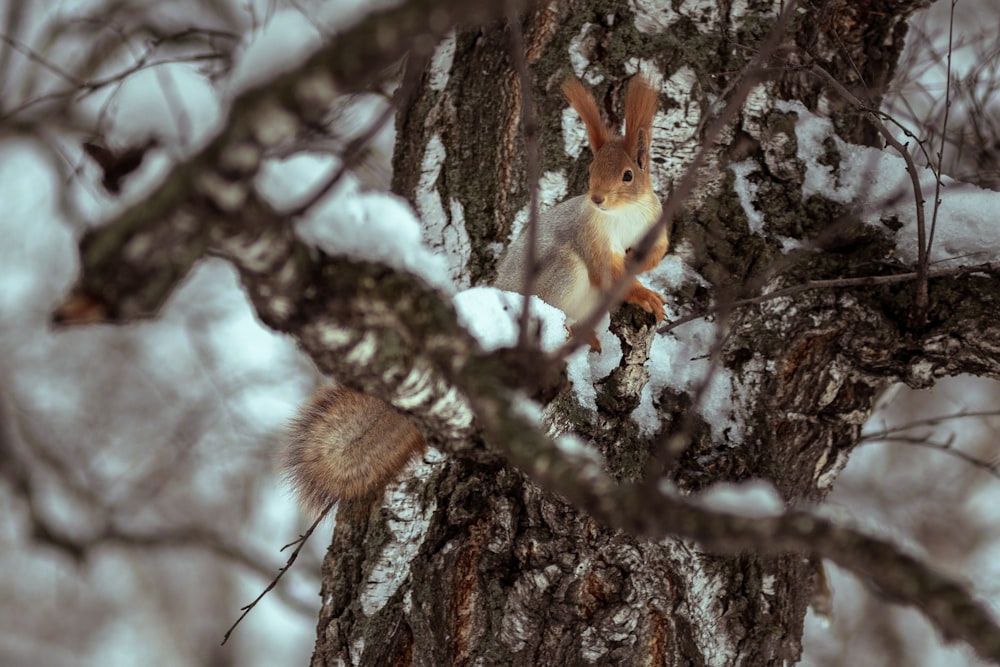 a squirrel is sitting in a tree in the snow