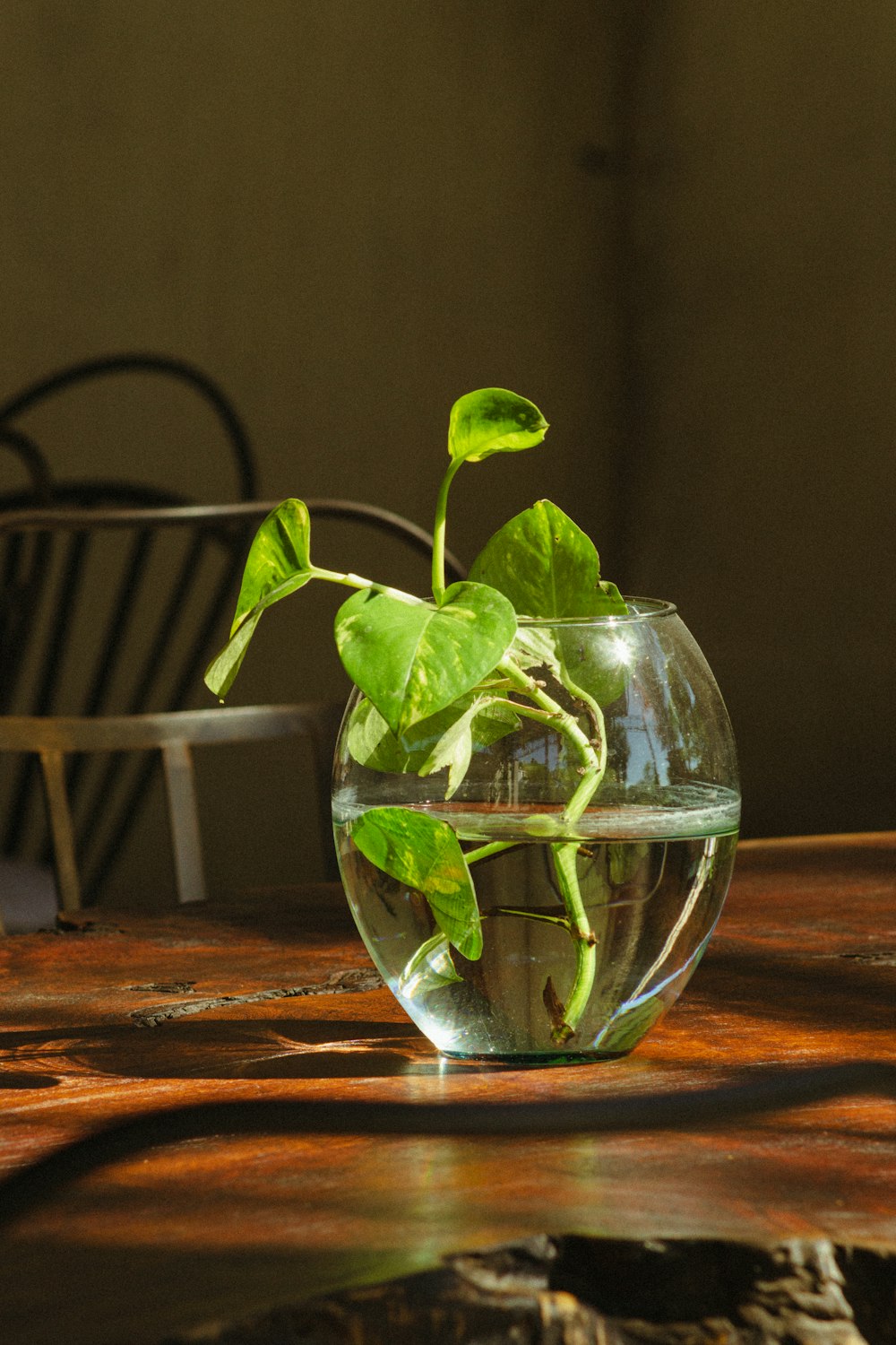 a plant in a bowl of water on a table