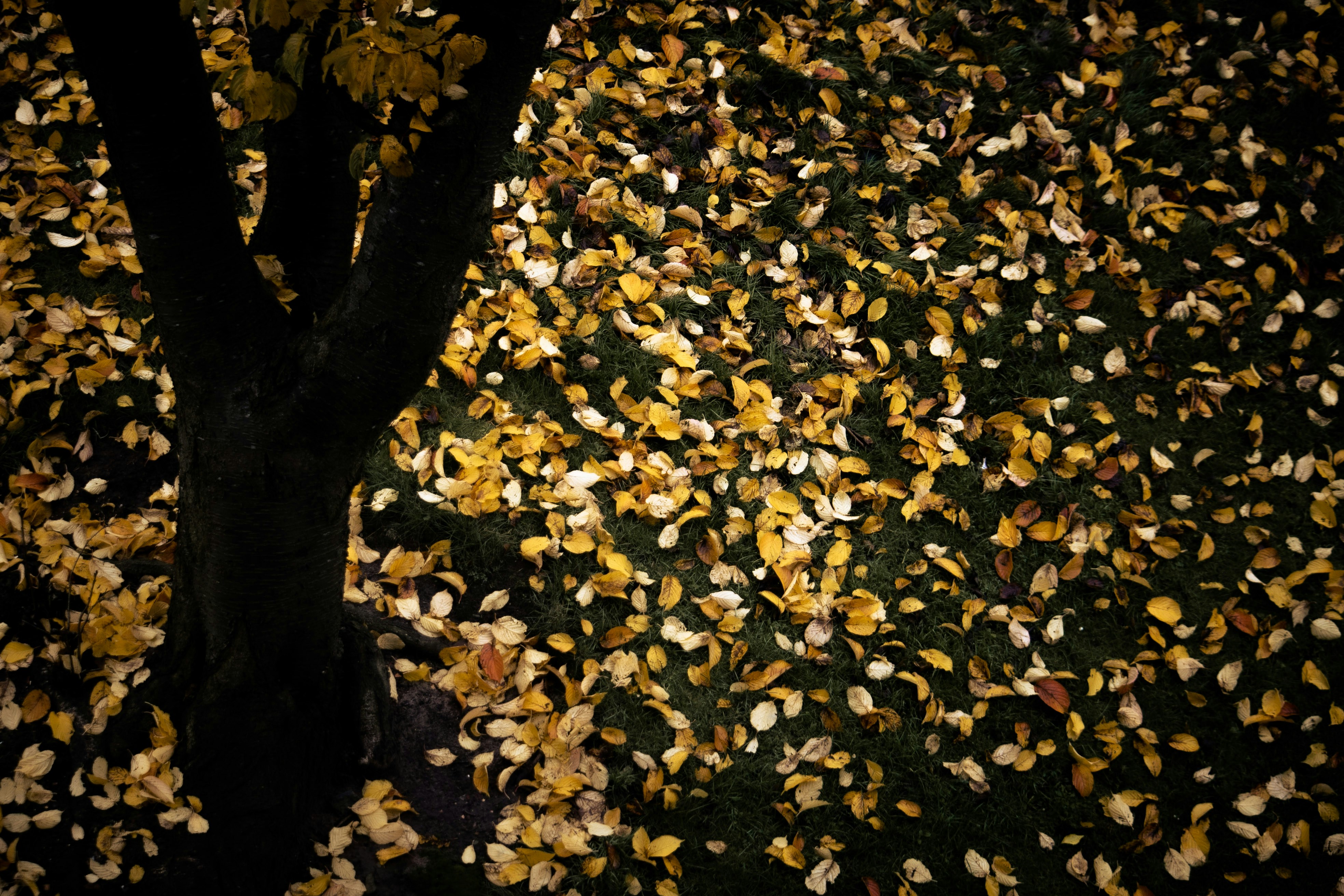 a tree that has fallen leaves on it
