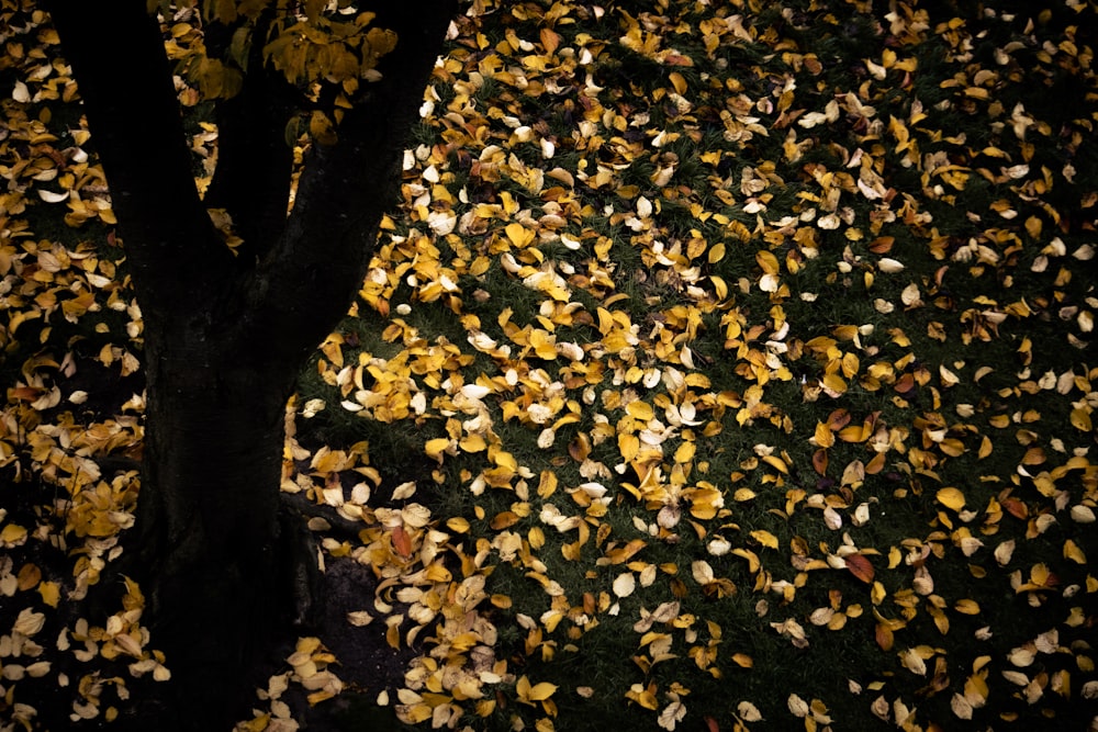 a tree that has fallen leaves on it