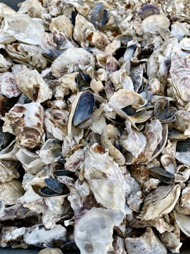 A large pile of oyster and mussel shells, showcasing various shades of white, beige, and brown, with some dark blue and purple hues. The shells are scattered randomly, displaying diverse textures and patterns from rough to smooth surfaces.