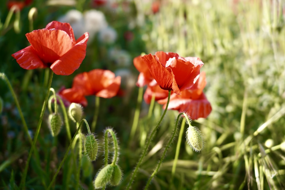 a close up of a bunch of flowers in a field