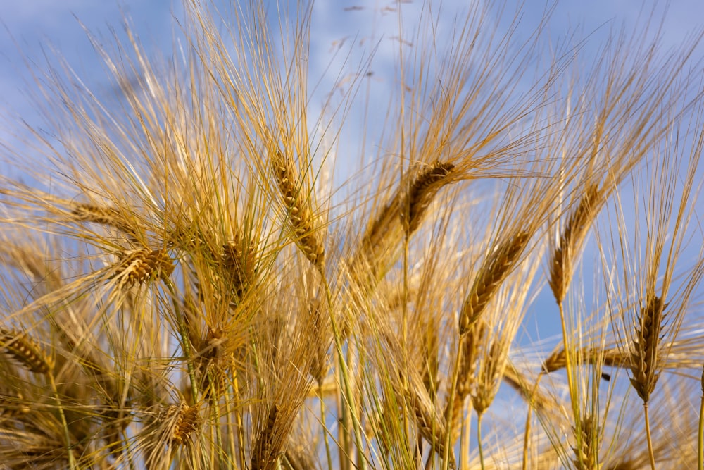 a close up of a wheat field with a blue sky in the background