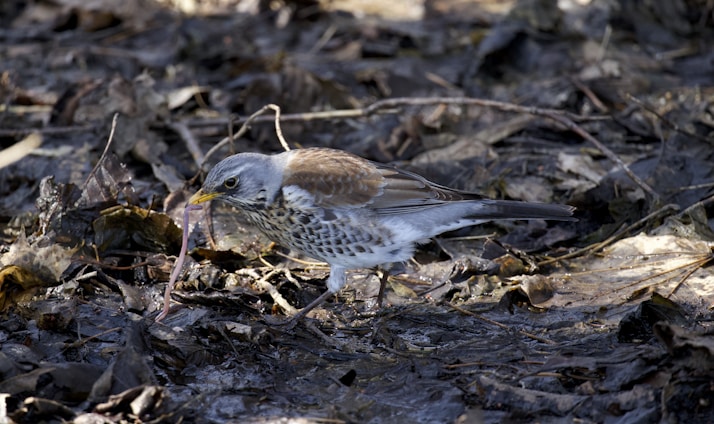A bird foraging on the ground, surrounded by dry leaves and twigs, with an earthworm in its beak.
