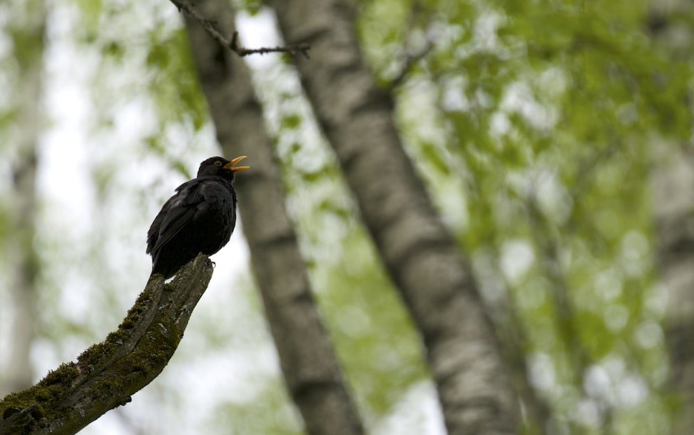 a bird perched on a tree branch in a forest