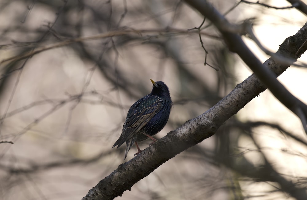 a small blue bird perched on a tree branch