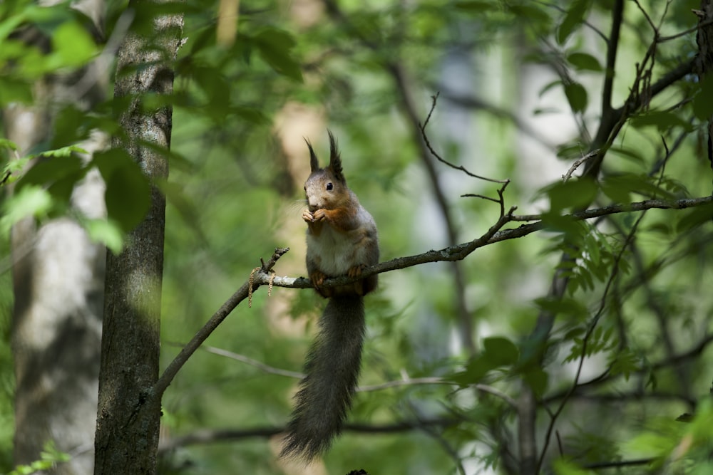 a squirrel is sitting on a tree branch