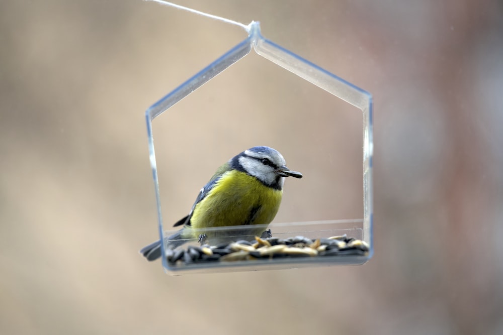 a bird that is sitting on a bird feeder