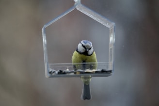 A vibrant blue tit feeding at the entrance of a Peekwild solar birdbox camera on a sunny morning.