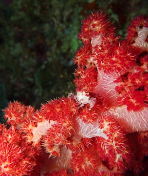 Photo of a vibrant, user-friendly online portfolio layout with coral highlights.