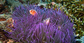 A vibrant underwater scene features a pink clownfish nestled among the tentacles of a purple sea anemone. The surroundings include coral and marine life, creating a rich and colorful aquatic environment.