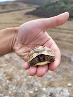 A hand gently holds a small turtle with a patterned, brown and tan shell. The turtle's head and legs are partially withdrawn into its shell. The background features a blurred, natural landscape with earthy tones and distant greenery.