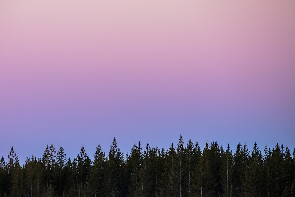 a plane flying over a forest of trees