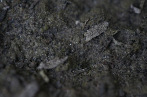 Close-up of soil samples being analyzed in a laboratory.