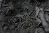 A close-up view of a textured surface composed of dark soil and organic material, with small patches of green moss and bits of decaying plant matter.