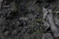 A close-up view of a textured surface composed of dark soil and organic material, with small patches of green moss and bits of decaying plant matter.
