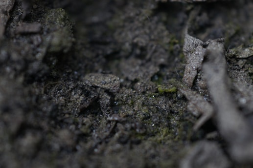 A close-up view of a textured surface composed of dark soil and organic material, with small patches of green moss and bits of decaying plant matter.
