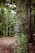 A forest scene with dense, lush green vegetation. A tree trunk in the foreground has a sign attached to it. The sign reads 'PLEASE STAY ON TRAIL ECOLOGICALLY SENSITIVE AREA.' The background shows a dirt path winding through the forest.