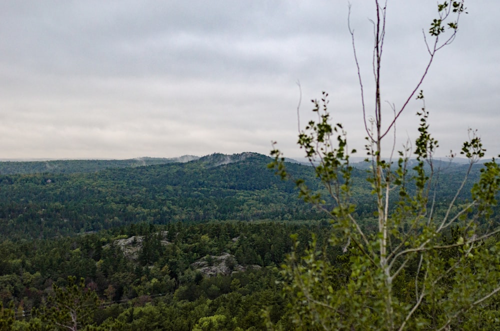 a view of a forested area with mountains in the distance