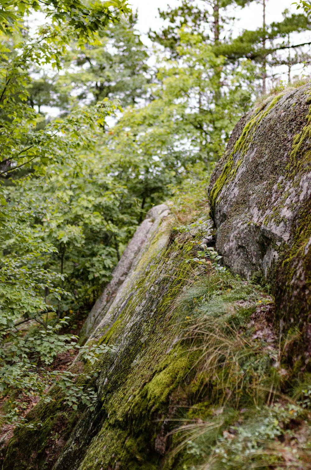 a large rock covered in moss in a forest