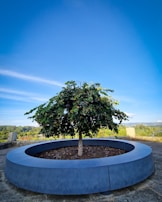 A small tree is planted in a circular concrete planter in an outdoor setting. The tree has lush green leaves and is surrounded by a paved area with a low metal fence in the background. The sky is clear and bright blue, indicating a sunny day, and there are rolling hills and trees in the distance.