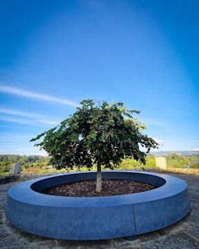A small tree is planted in a circular concrete planter in an outdoor setting. The tree has lush green leaves and is surrounded by a paved area with a low metal fence in the background. The sky is clear and bright blue, indicating a sunny day, and there are rolling hills and trees in the distance.