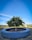 A small tree is planted in a circular concrete planter in an outdoor setting. The tree has lush green leaves and is surrounded by a paved area with a low metal fence in the background. The sky is clear and bright blue, indicating a sunny day, and there are rolling hills and trees in the distance.